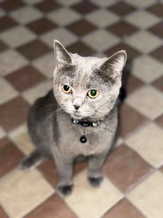 Кошечка Пенни