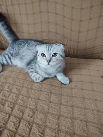Срочно продам котёнка шотландская вислоухая девочка 5 месяцев 30 тыс