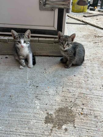 Котята в ответственные руки