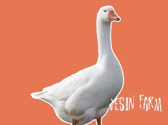 Гусиные инкубационные яйца привозные, лучшие линии