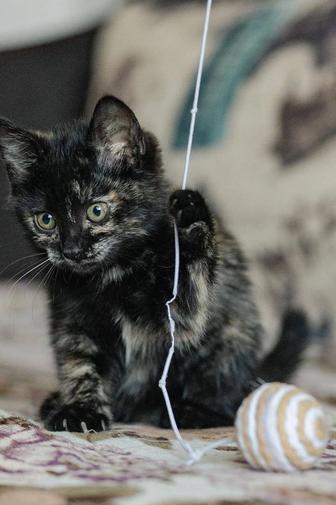 Котенок в добрые руки