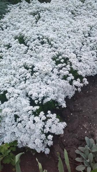 Иберис многолетние цветы