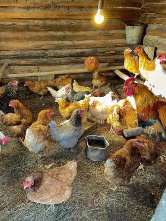 Продам домашних петухов