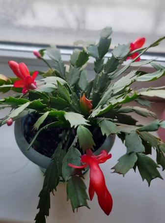 Комнатные цветы