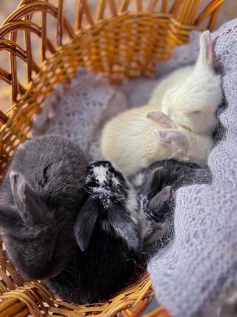 Продаются кролики