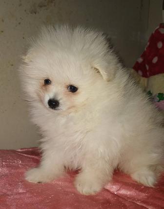 Щенки щипцы белый мальчик и рыжая девочка 2 мес привиты доки отправка