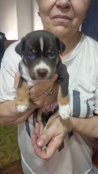 Щенки даром спаниеля и охотничьей породы.