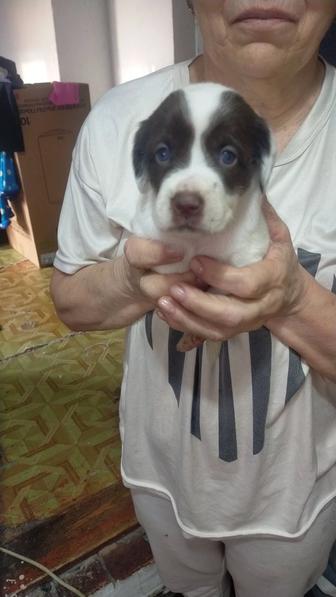 Щенки даром спаниеля и охотничьей породы.