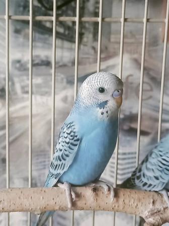 Волнистый попугай.