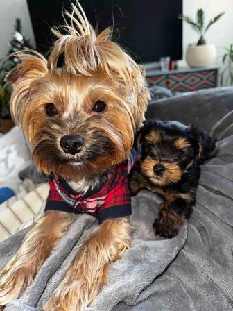 Продажа собак