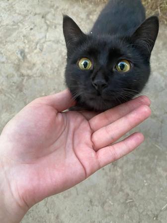 Кошечка