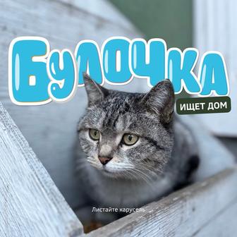 Кошечка в добрые руки