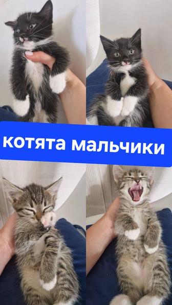 Котята мальчики в хорошие руки