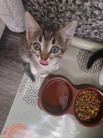 Котята мальчики в хорошие руки