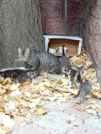 Выбросили кошку с котятами