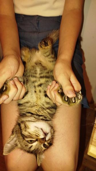 Котик