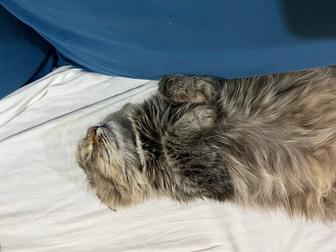 Отдам кошку вислоухую