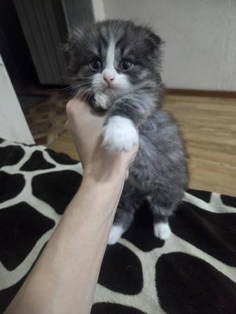 Продам котенка вислоушка британец