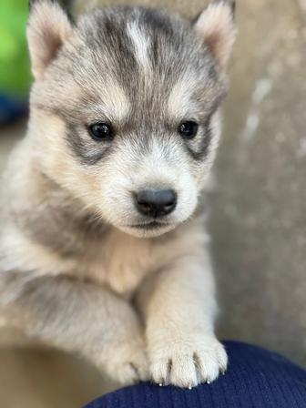 Продам щенков хаски