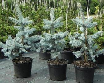 Продам саженцы голубая ель елка сосна липа рябина береза дуб кедр липа ель