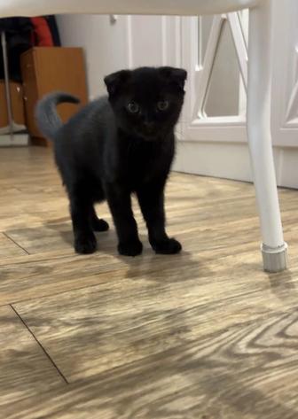 Котенок шотландский, пародистый, 2 месяца