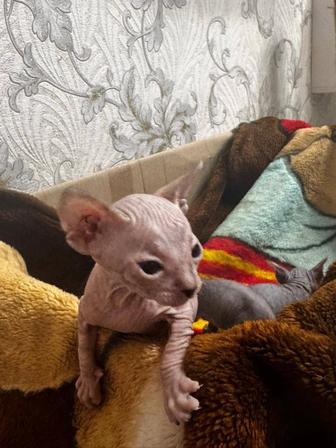 Котята Донского Сфинкса