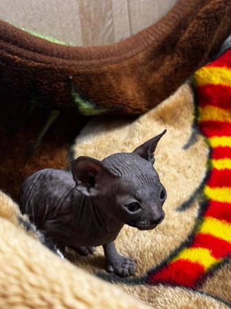 Котята Донского Сфинкса