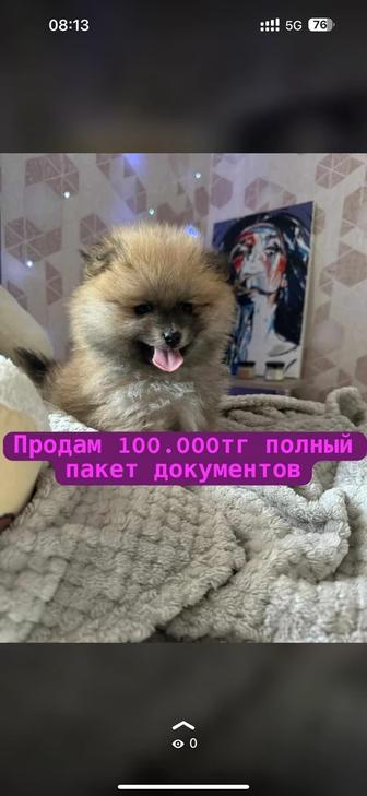 Немецкий шпиц