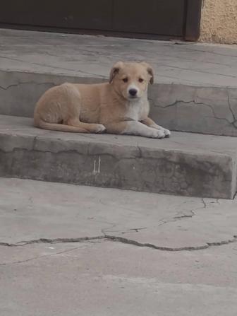 Собака девочка