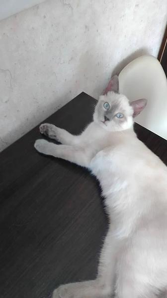 сиамский котенок, 2 месяца