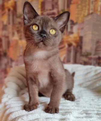 Бурманские котята