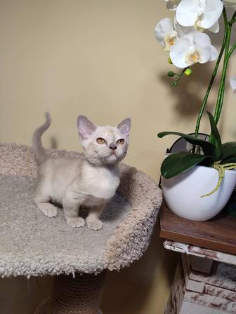 Бурманские котята