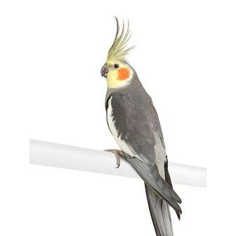 Продам попугая