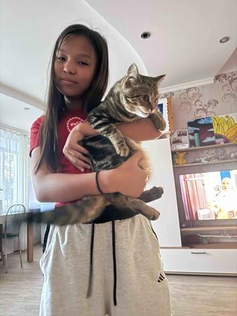 Отдам кошку