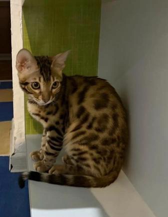 Продам Бенгала