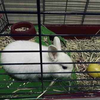 Продам кролика