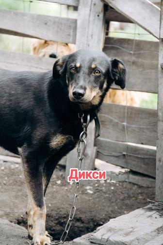 Собаки
