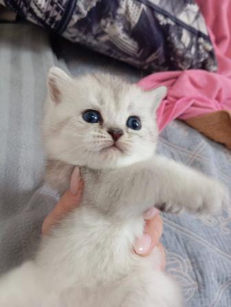 Продаются Шотландские Вислоухие Котята