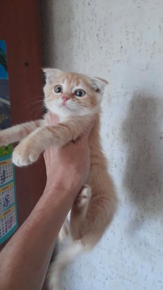 Шотландский вислоухий мальчик
