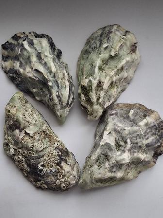 Ракушки устриц продам для декора,украшения, аквариум и т.д