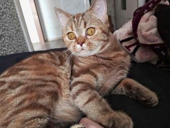 Отдам котенка в добрые руки и кошку британской породы