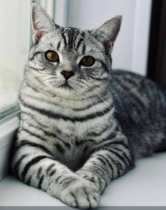 Британский кот прямоухий Вискас