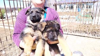 Чистоковные щенки немецкой овчарки