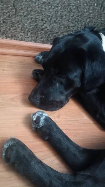 Отдам собаку