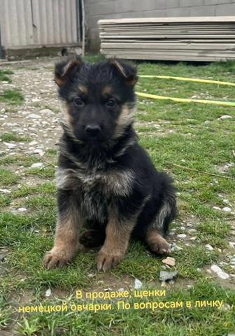 Щенки Немецкой овчарки
