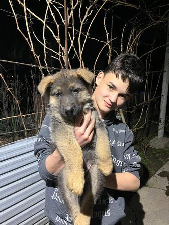 Щенки Немецкой овчарки