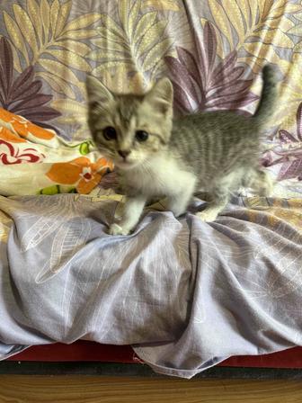 Котята 3 месяца