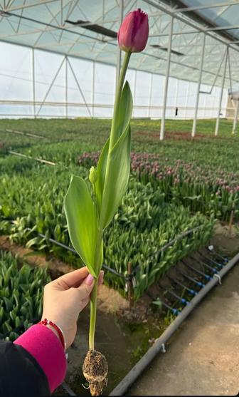 Тюльпан оптом из теплицы