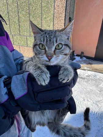 Хочу пристроить котенка или отдам в добрые руки