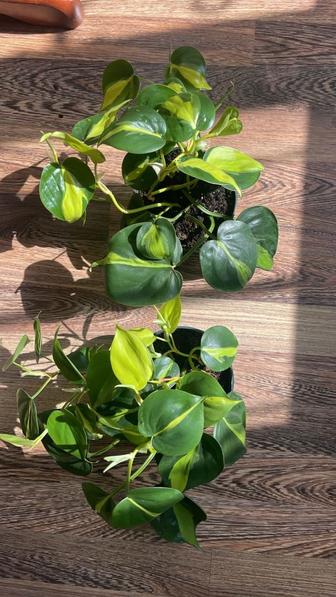 Филодендрон Scandens Brasil